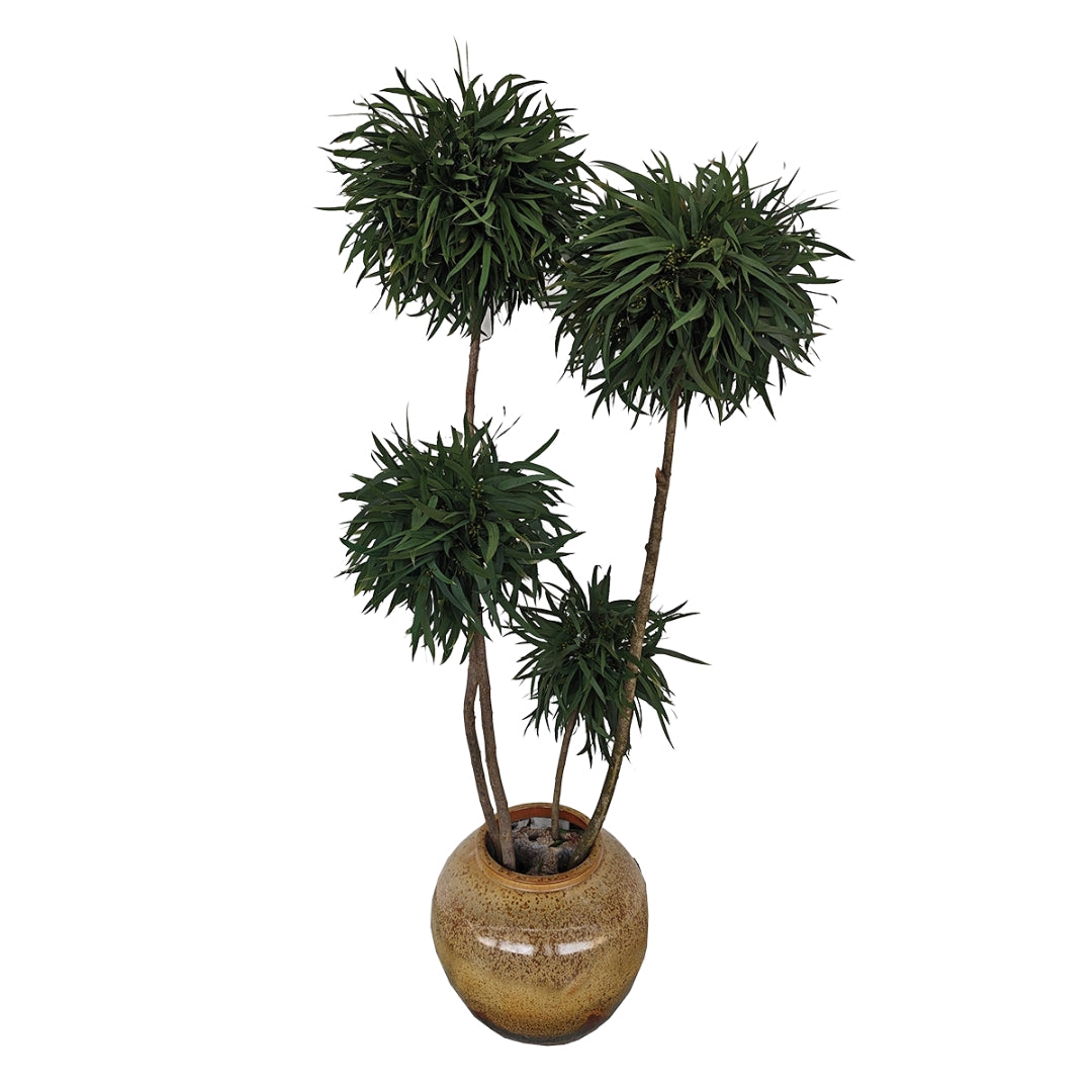 Planta preservada Eucalyptus verde Nortene