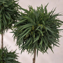 Planta preservada Eucalyptus verde Nortene
