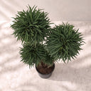 Planta preservada Eucalyptus verde Nortene