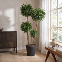 Planta preservada Eucalyptus verde Nortene
