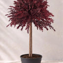 Planta preservada Eucalyptus rojo Nortene