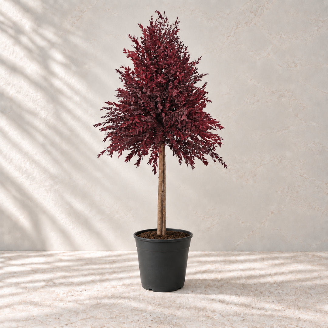 Planta preservada Eucalyptus rojo Nortene
