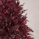 Planta preservada Eucalyptus rojo Nortene