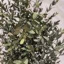 Planta preservada parviflora 70 cm nortene