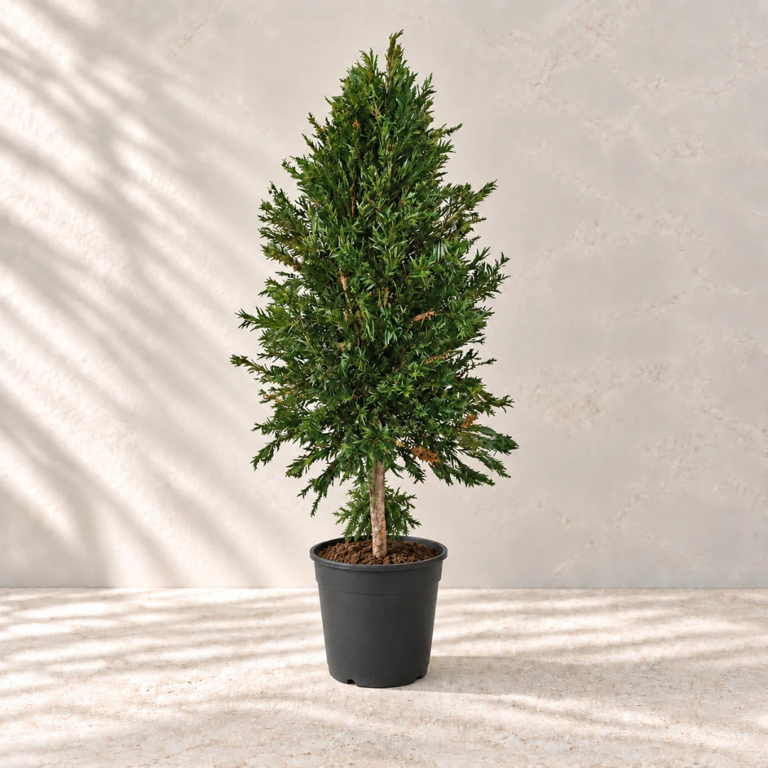 Planta preservada Maleuca Nortene