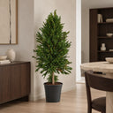 Planta preservada Maleuca Nortene