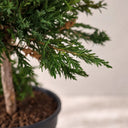 Planta preservada Maleuca Nortene