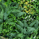 ROTOLO GIARDINO VERTICALE SAVAGE 100 X 100