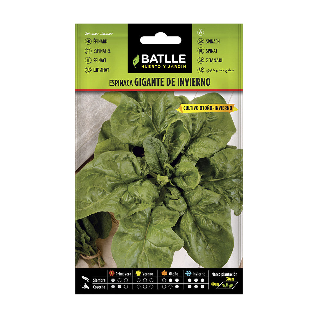 Organic Giant Winter Spinach Seeds 