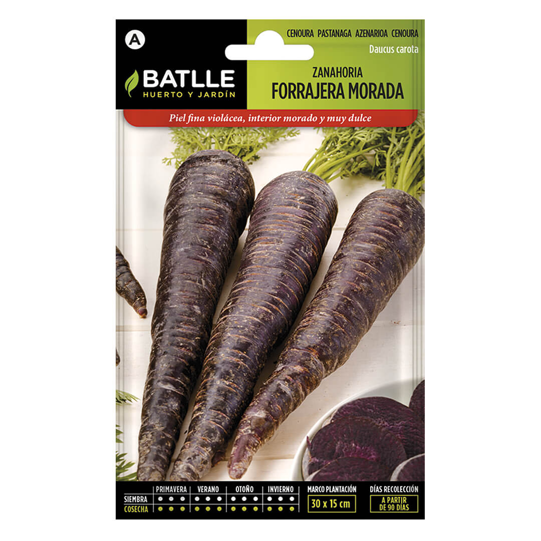 CAROTA FORAGGIERA VIOLA
