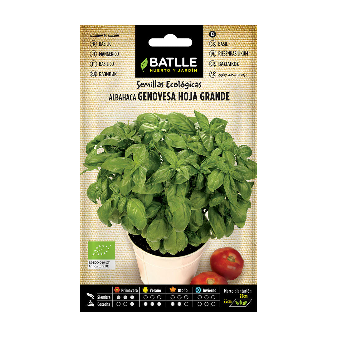 Organic Giant Genoese Basil Seed