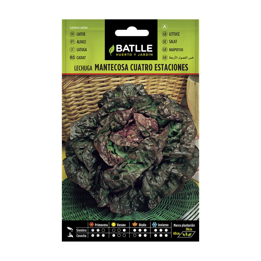 ORGANIC FOUR SEASONS LETTUCE SEED 
