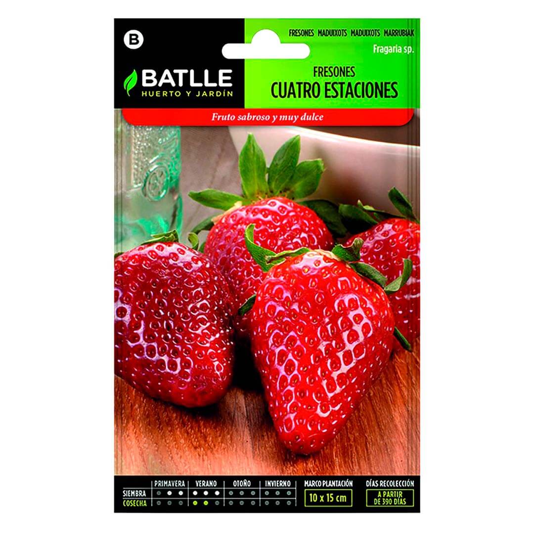 SEMI DI FRAGOLA 4 STAGIONI