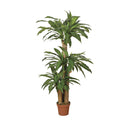 Dracena 145 cm