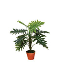 FILODENDRO 70 CM
