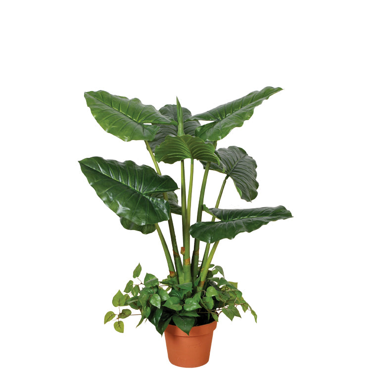 TARO 100 CM