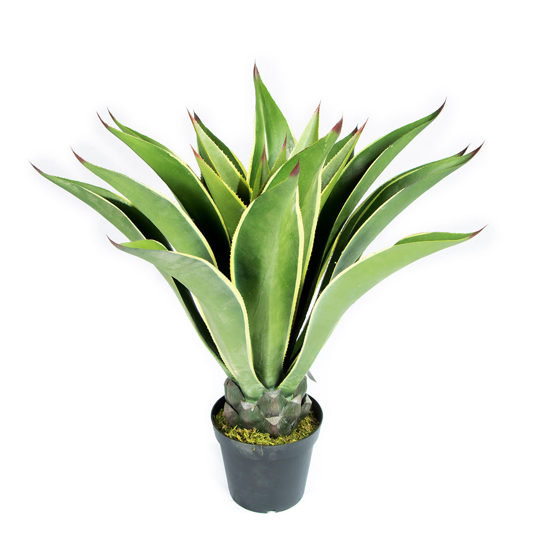 AGAVE MINI 98 CM