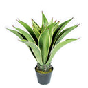 AGAVE MINI 98 CM