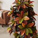 Croton 140 cm nortene
