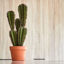 CACTUS ARTIFICIALE EUPHORBIA SUZANNAE 57,5 ​​CM