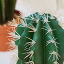 CACTUS ARTIFICIAL STETSONIA CORYNE 43 CM 