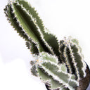 CACTUS CASTILLO DE HADAS 62 CM
