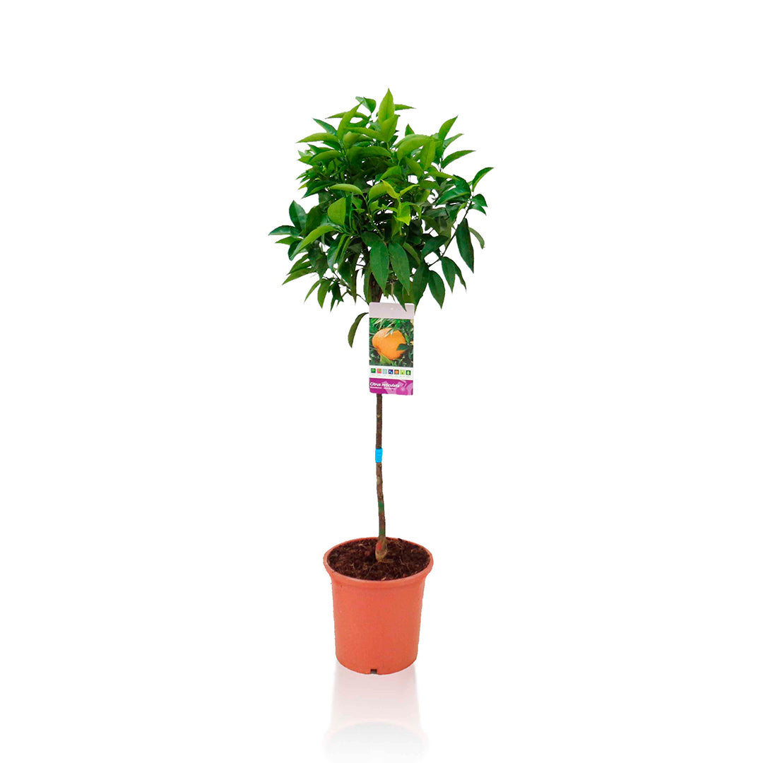 MANDARINO Ø25CM