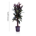FICUS ELASTICA MELANIE Ø21CM
