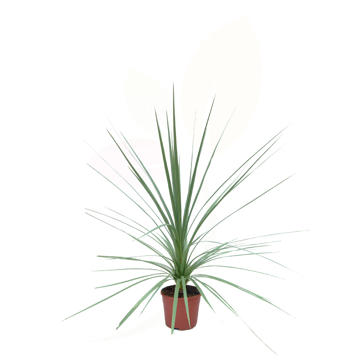 CAVOLO DI MONTAGNA - CODYLINE INDIVISA 50/60 CM DI ALTEZZA