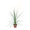 ARBOL COL DE LA MONTAÑA - CODYLINE INDIVISA 50/60 CM ALTO