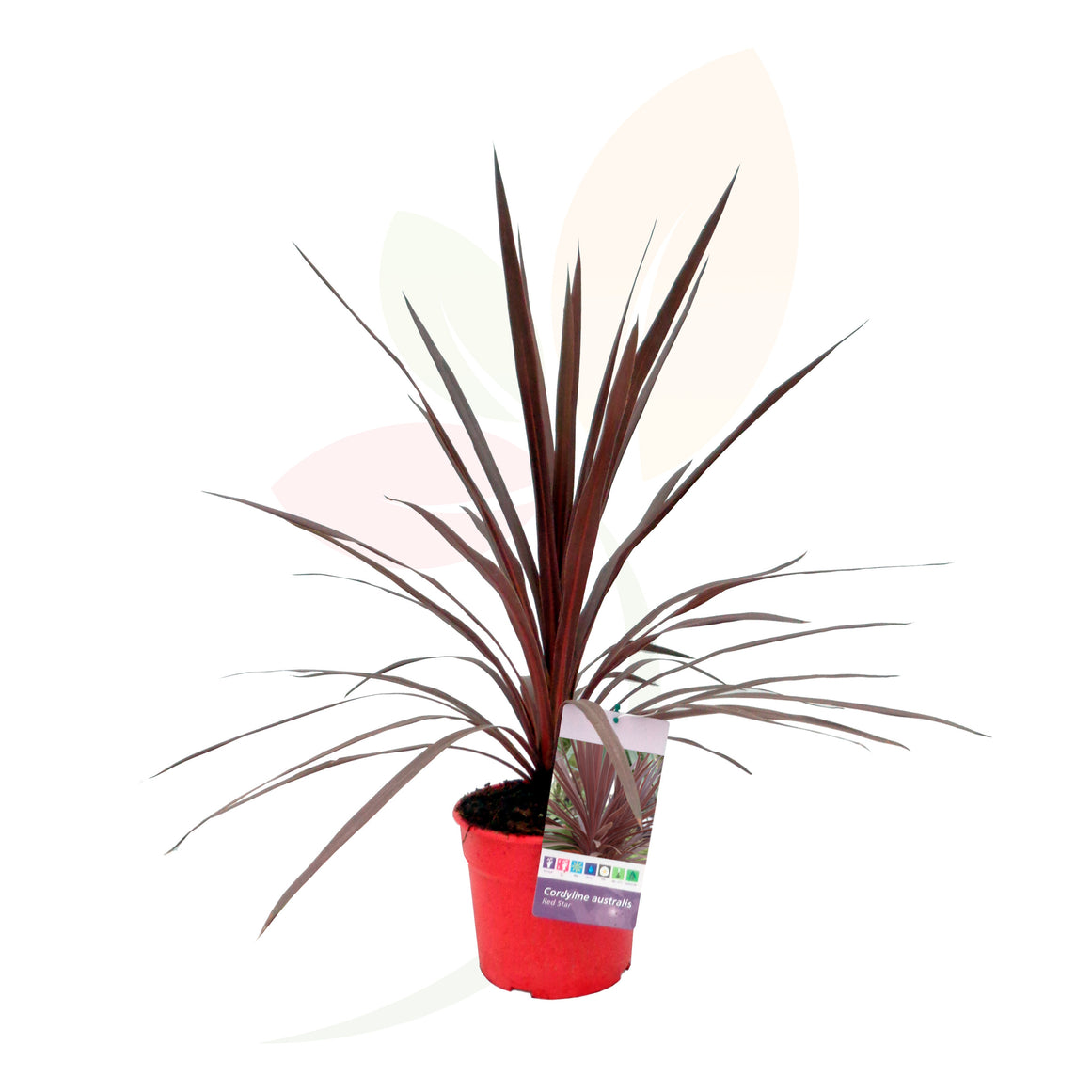 DRACENA ROJA - CODYLINE RED STAR 60/80 CM ALTO 