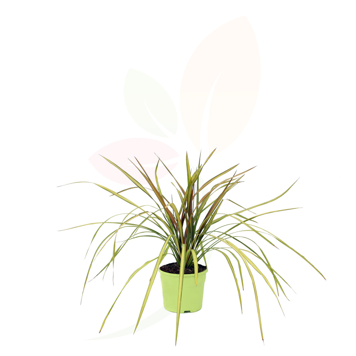 DRACENA - CORDYLINE CHA CHA 40/50 CM ALTO