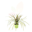 DRACENA - CORDYLINE CHA CHA 40/50 CM ALTO