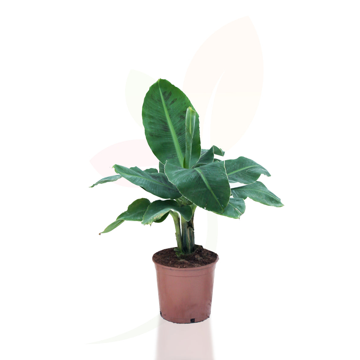 BANANO DELLE ISOLE CANARIE - MUSA TROPICANA ALTO 60/80 CM