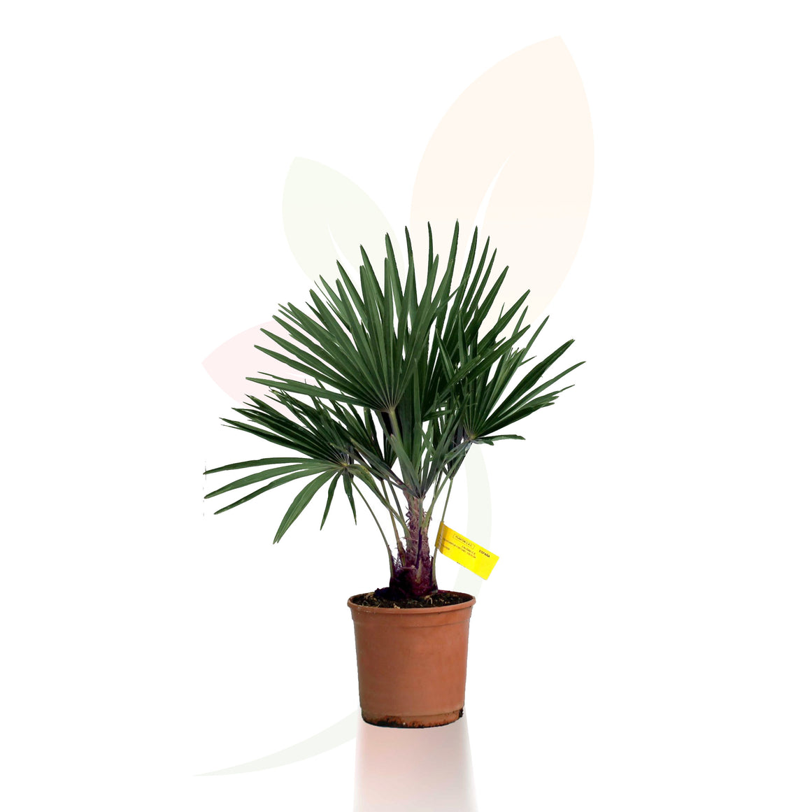RACHYCARPUS FORTUNEI 40/60 CM ALTO