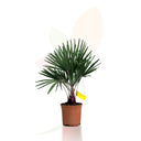 RACHYCARPUS FORTUNEI 40/60 CM ALTO