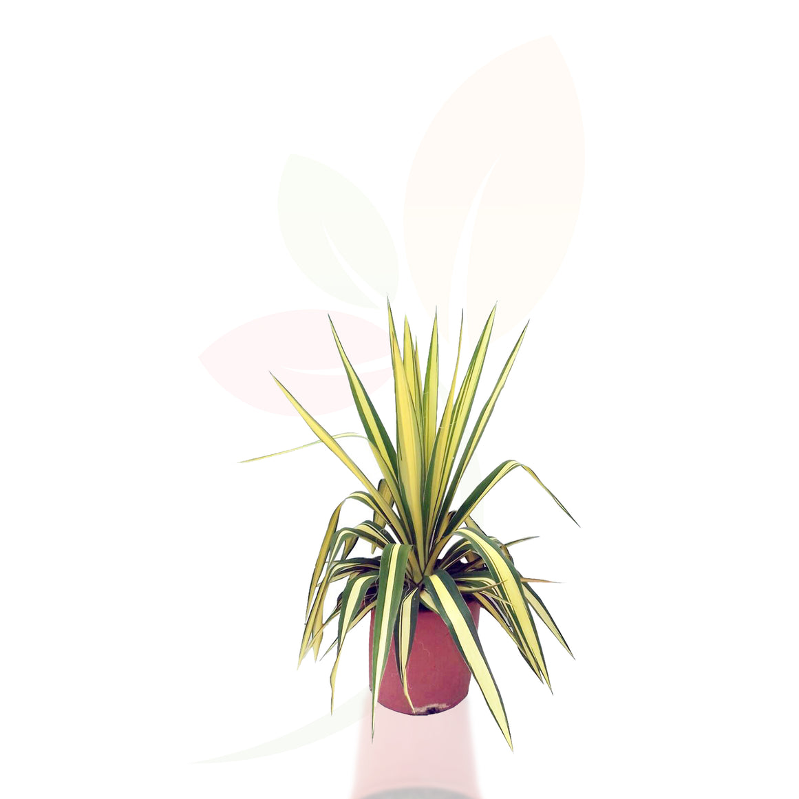 Adam's Needle - Yucca filamentosa alta 40/60 cm
