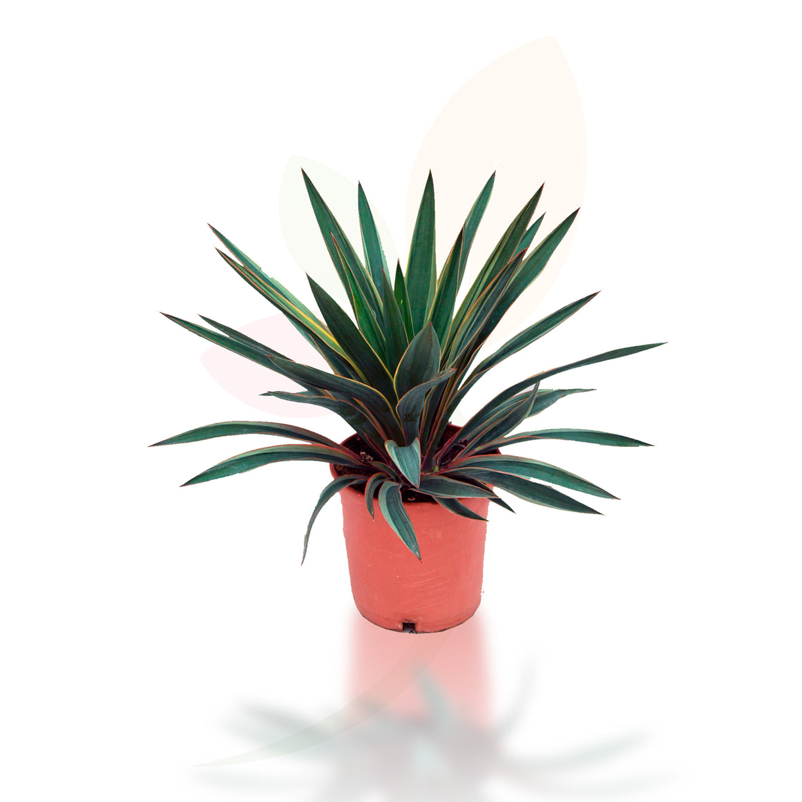 YUCCA GLORIOSA 40/60 CM DI ALTEZZA