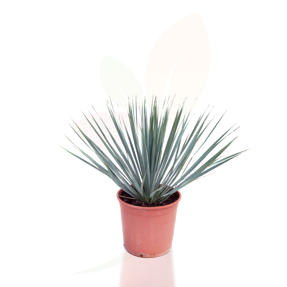 YUCCA ROSTRATA 30/50 CM DI ALTEZZA