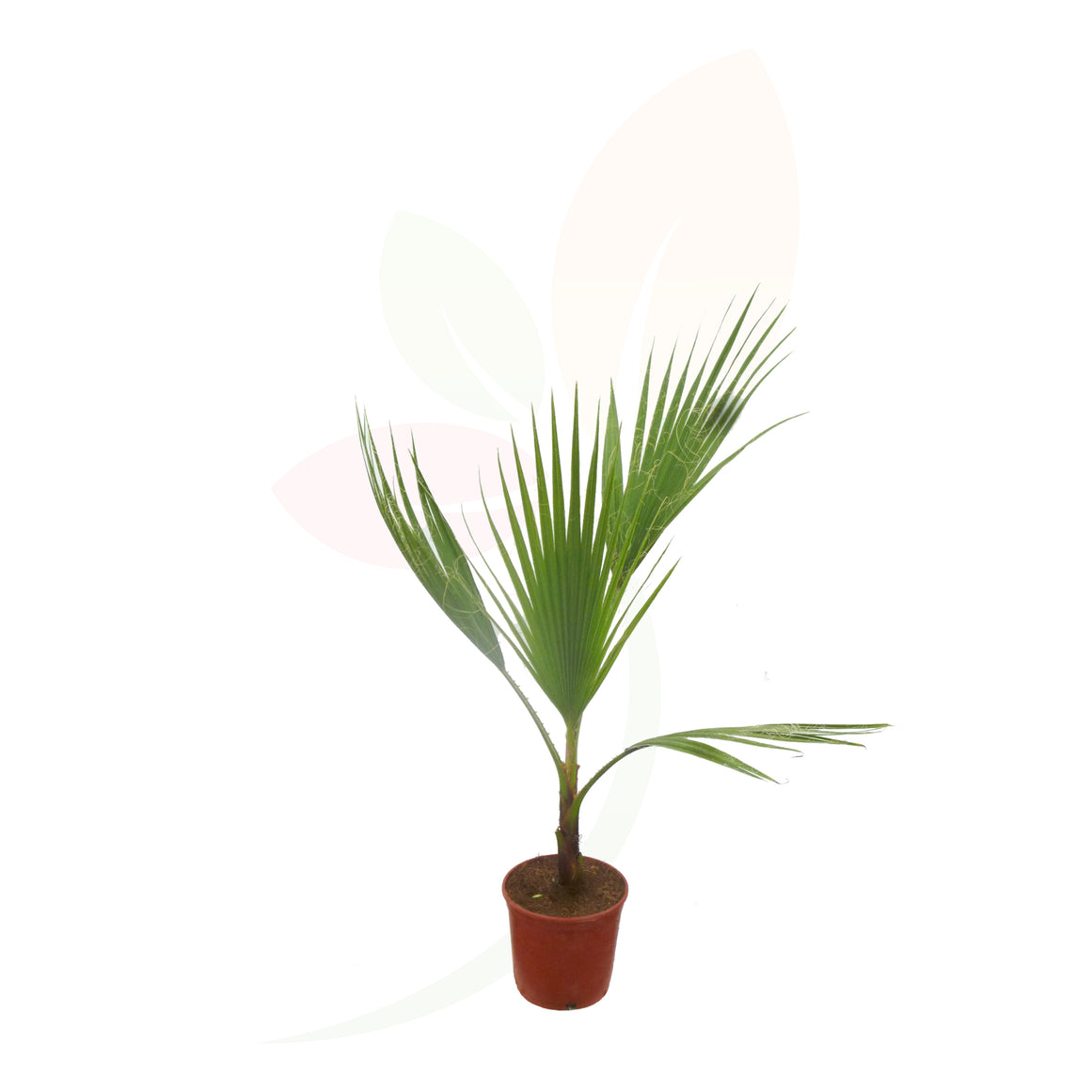 PALMERA MEXICANA - WASHINGTONIA ROBUSTA 30/50 CM ALTO