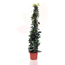 PASSIFLORA DAMSELS 110 CM ALTO