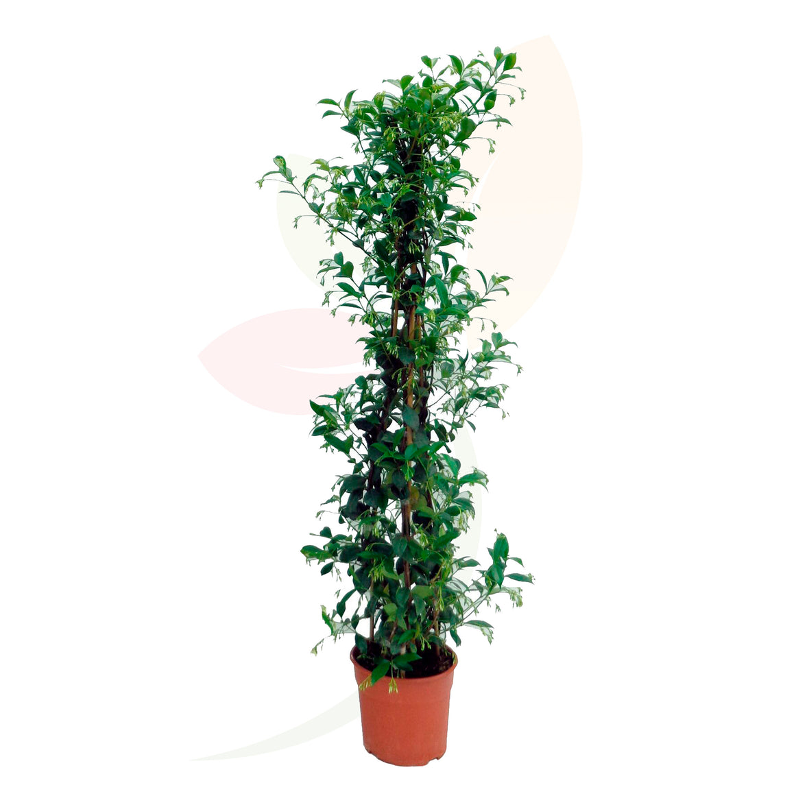 Gelsomino stellato - Trachelospermum jasminoid alto 110 cm