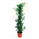 Gelsomino stellato - Trachelospermum jasminoid alto 110 cm