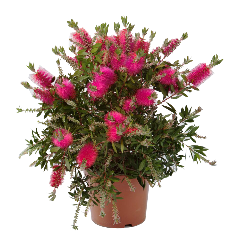 ARBOL DEL CEPILLO - CALLISTEMON LAEVIS PINK 30/40 CM ALTO