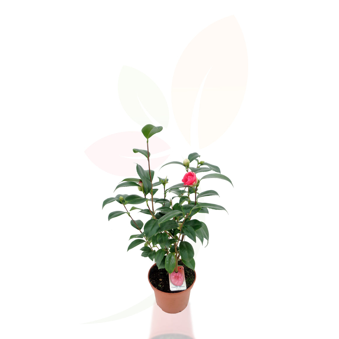 CAMELIO COMUNE - CAMELIA GIAPPONESE BIANCA ALTEZZA 30/40 CM