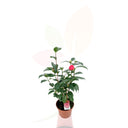 CAMELIO COMUNE - CAMELIA GIAPPONESE BIANCA ALTEZZA 30/40 CM