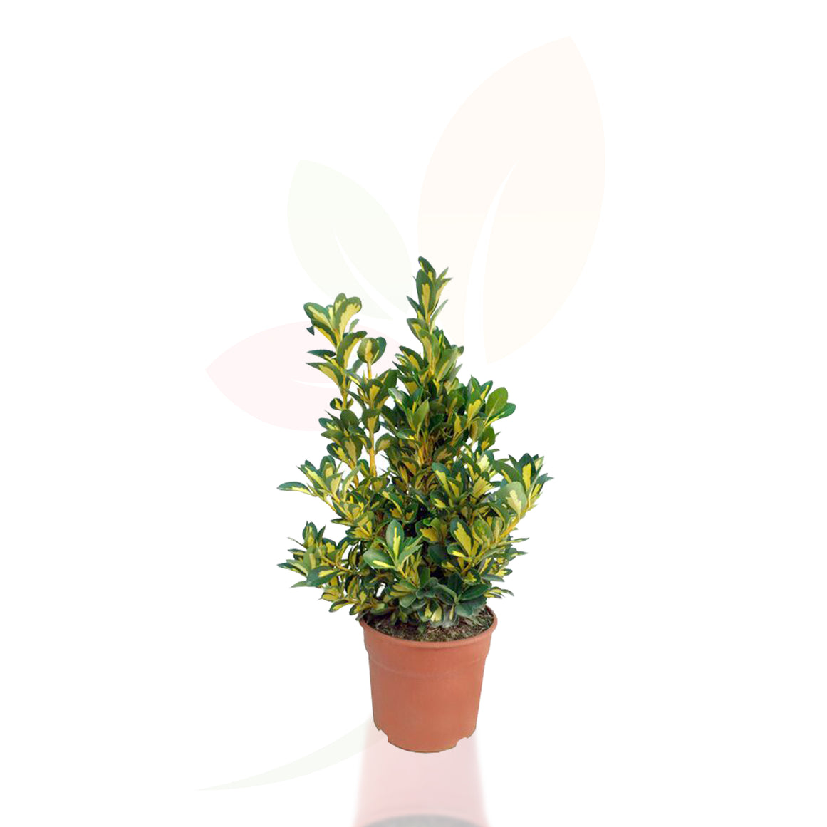 EVONIMO - EUONYMUS JAPONICUS LUNA 30/40 CM ALTO