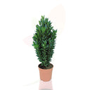 EVONIMO - EUONYMUS JAPONICUS VERDE 50/70 CM ALTO