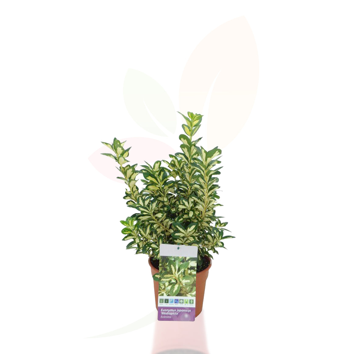 EVONIMO - EUONYMUS JAPONICUS LUNA 50/70 CM ALTO 