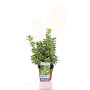 EVONIMO - EUONYMUS JAPONICUS LUNA 50/70 CM ALTO 